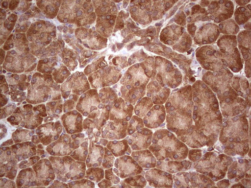 UBE2D2 / UBCH5B Antibody - Immunohistochemical staining of paraffin-embedded Human pancreas tissue within the normal limits using anti-UBE2D2 mouse monoclonal antibody. (Heat-induced epitope retrieval by 1 mM EDTA in 10mM Tris, pH8.5, 120C for 3min,