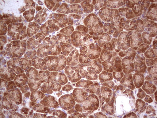 UBE2D2 / UBCH5B Antibody - Immunohistochemical staining of paraffin-embedded Human pancreas tissue within the normal limits using anti-UBE2D2 mouse monoclonal antibody. (Heat-induced epitope retrieval by 1 mM EDTA in 10mM Tris, pH8.5, 120C for 3min,
