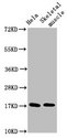 UBE2D3 / UBCH5C Antibody - Western Blot Positive WB detected in: Hela whole cell lysate, Rat skeletal muscle tissue All lanes: UBE2D3 antibody at 4.8µg/ml Secondary Goat polyclonal to rabbit IgG at 1/50000 dilution Predicted band size: 17 kDa Observed band size: 17 kDa