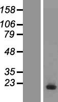 UBE2D3 / UBCH5C Protein - Western validation with an anti-DDK antibody * L: Control HEK293 lysate R: Over-expression lysate