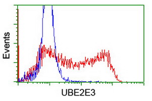 UBE2E3 Antibody - HEK293T cells transfected with either overexpress plasmid (Red) or empty vector control plasmid (Blue) were immunostained by anti-UBE2E3 antibody, and then analyzed by flow cytometry.