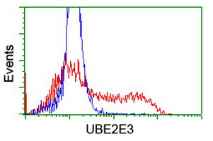 UBE2E3 Antibody - HEK293T cells transfected with either overexpress plasmid (Red) or empty vector control plasmid (Blue) were immunostained by anti-UBE2E3 antibody, and then analyzed by flow cytometry.