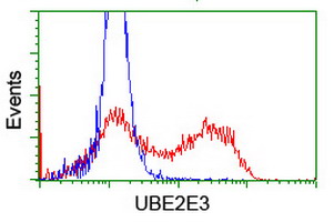UBE2E3 Antibody - HEK293T cells transfected with either overexpress plasmid (Red) or empty vector control plasmid (Blue) were immunostained by anti-UBE2E3 antibody, and then analyzed by flow cytometry.
