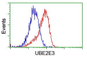 UBE2E3 Antibody - Flow cytometry of HeLa cells, using anti-UBE2E3 antibody (Red), compared to a nonspecific negative control antibody (Blue).