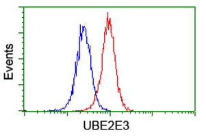 UBE2E3 Antibody - Flow cytometry of Jurkat cells, using anti-UBE2E3 antibody (Red), compared to a nonspecific negative control antibody (Blue).