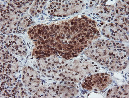 UBE2E3 Antibody - IHC of paraffin-embedded Human pancreas tissue using anti-UBE2E3 mouse monoclonal antibody. (Heat-induced epitope retrieval by 10mM citric buffer, pH6.0, 100C for 10min).
