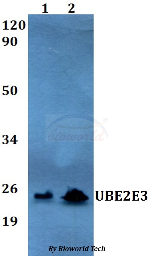 UBE2E3 Antibody - Western blot of UBE2E3 antibody at 1:500 dilution. Lane 1: A549 whole cell lysate. Lane 2: PC12 whole cell lysate.