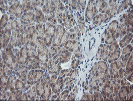 UBE2G2 Antibody - IHC of paraffin-embedded Human pancreas tissue using anti-UBE2G2 mouse monoclonal antibody. (Heat-induced epitope retrieval by 10mM citric buffer, pH6.0, 120°C for 3min).