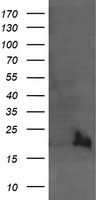 UBE2G2 Antibody - HEK293T cells were transfected with the pCMV6-ENTRY control (Left lane) or pCMV6-ENTRY UBE2G2 (Right lane) cDNA for 48 hrs and lysed. Equivalent amounts of cell lysates (5 ug per lane) were separated by SDS-PAGE and immunoblotted with anti-UBE2G2.