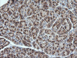 UBE2G2 Antibody - IHC of paraffin-embedded Human pancreas tissue using anti-UBE2G2 mouse monoclonal antibody.