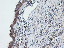 UBE2G2 Antibody - IHC of paraffin-embedded Human endometrium tissue using anti-UBE2G2 mouse monoclonal antibody.