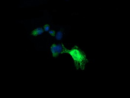 UBE2G2 Antibody - Anti-UBE2G2 mouse monoclonal antibody immunofluorescent staining of COS7 cells transiently transfected by pCMV6-ENTRY UBE2G2.