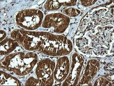 UBE2G2 Antibody - IHC of paraffin-embedded Human Kidney tissue using anti-UBE2G2 mouse monoclonal antibody.