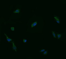 UBE2G2 Antibody - Immunofluorescent staining of HeLa cells using anti-UBE2G2 mouse monoclonal antibody.