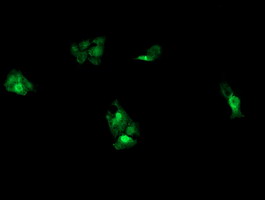 UBE2G2 Antibody - Anti-UBE2G2 mouse monoclonal antibody immunofluorescent staining of COS7 cells transiently transfected by pCMV6-ENTRY UBE2G2.