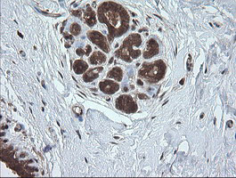 UBE2G2 Antibody - IHC of paraffin-embedded Human breast tissue using anti-UBE2G2 mouse monoclonal antibody.