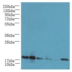 UBE2G2 Antibody - Western blot. All lanes: UBE2G2 antibody at 8 ug/ml. Lane 1: HepG-2 whole cell lysate. Lane 2: HeLa whole cell lysate. Lane 3: A549 whole cell lysate. Lane 4: Jurkat whole cell lysate. Lane 5: MCF7 whole cell lysate. Lane 6: K562 whole cell lysate. Secondary Goat polyclonal to Rabbit IgG at 1:10000 dilution. Predicted band size: 19 kDa. Observed band size: 19 kDa.