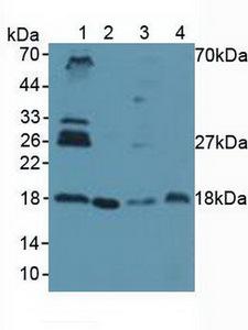 UBE2I / UBC9 Antibody - Western Blot; Sample: Lane1: Human Lung Tissue; Lane2: Human Hela Cells; Lane3: Porcine Spleen Tissue; Lane4: Porcine Uterus Tissue.
