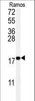 UBE2I / UBC9 Antibody - Western blot of anti-UBC9 Antibody in Ramos cell line lysates (35 ug/lane). UBC9(arrow) was detected using the purified antibody.