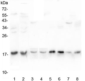 UBE2I / UBC9 Antibody - Western blot testing of 1) human K562, 2) human HepG2, 3) rat kidney, 4) rat spleen, 5) rat ovary, 6) mouse spleen, 7) mouse ovary and 8) mouse liver lysate with UBC9 antibody at 0.5ug/ml. Predicted molecular weight ~18 kDa.