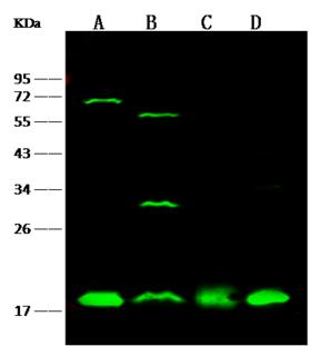 UBE2I / UBC9 Antibody - Anti-UBE2I rabbit polyclonal antibody at 1:500 dilution. Lane A: Jurkat Whole Cell Lysate. Lane B: A431 Whole Cell Lysate. Lane C: NIH-3T3 Whole Cell Lysate. Lane D: PC12 Whole Cell Lysate. Lysates/proteins at 30 ug per lane. Secondary: Goat Anti-Rabbit IgG (H&L) /Dylight 800 at 1/10000 dilution. Developed using the Odyssey technique. Performed under reducing conditions. Predicted band size: 18 kDa. Observed band size: 18 kDa.