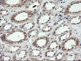 UBE2J1 Antibody - IHC of paraffin-embedded Human Kidney tissue using anti-UBE2J1 mouse monoclonal antibody.