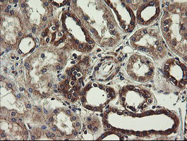UBE2J1 Antibody - IHC of paraffin-embedded Human Kidney tissue using anti-UBE2J1 mouse monoclonal antibody.