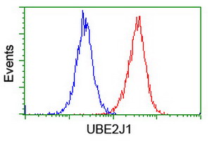 UBE2J1 Antibody - Flow cytometry of Jurkat cells, using anti-UBE2J1 antibody (Red), compared to a nonspecific negative control antibody (Blue).