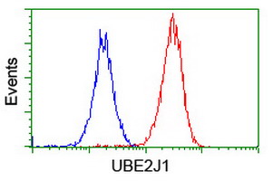 UBE2J1 Antibody - Flow cytometry of HeLa cells, using anti-UBE2J1 antibody (Red), compared to a nonspecific negative control antibody (Blue).