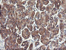 UBE2J1 Antibody - IHC of paraffin-embedded Human pancreas tissue using anti-UBE2J1 mouse monoclonal antibody.