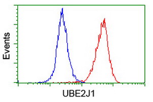 UBE2J1 Antibody - Flow cytometry of HeLa cells, using anti-UBE2J1 antibody (Red), compared to a nonspecific negative control antibody (Blue).