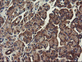 UBE2J1 Antibody - IHC of paraffin-embedded Human pancreas tissue using anti-UBE2J1 mouse monoclonal antibody.