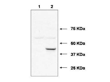 UBE2J1 Antibody - Anti-Ube2j1 Antibody - Western Blot. Western blot of affinity purified anti-Ube2j1 antibody shows detection of Ube2j1 in 293 cells over-expressing Myc-Ube2j1 (Lane 2). Lane 1 contains lysate from mock-transfected 293 cells. Personal Communication, A. Weissman & T. Shang, CCR-NCI, Frederick, MD.