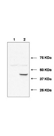 UBE2J1 Antibody - Western blot using the affinity purified anti-Ube2j1 antibody shows detection of Ube2j1 in 293 cells over-expressing Myc-Ube2j1 (Lane 2). Lane 1 contains lysate from mock-transfected 293 cells.