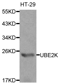 UBE2K / LIG Antibody - Western blot analysis of extracts of HT-29 cells.