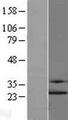 UBE2K / LIG Protein - Western validation with an anti-DDK antibody * L: Control HEK293 lysate R: Over-expression lysate