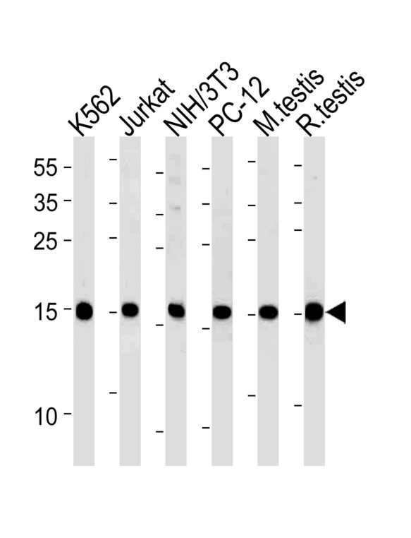 UBE2L3 / UBCH7 Antibody - UBE2L3 Antibody western blot of K562,U87-MG,mouse NIH/3T3,rat PC-12 cell line and mouse testis,rat testis tissue lysates (35 ug/lane). The UBE2L3 antibody detected the UBE2L3 protein (arrow).