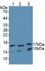 UBE2L3 / UBCH7 Antibody - Western Blot; Sample: Lane1: Human K562 Cells; Lane2: Mouse Testis Tissue; Lane3: Rat Testis Tissue.