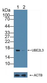 UBE2L3 / UBCH7 Antibody - Knockout Varification: Lane 1: Wild-type K562 cell lysate; Lane 2: UBE2L3 knockout K562 cell lysate; Predicted MW: 14,17,24kd Observed MW: 17kd Primary Ab: 1µg/ml Rabbit Anti-Human UBE2L3 Antibody Second Ab: 0.2µg/mL HRP-Linked Caprine Anti-Rabbit IgG Polyclonal Antibody