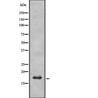 UBE2L6 Antibody - Western blot analysis UBE2L6 using K562 whole cells lysates