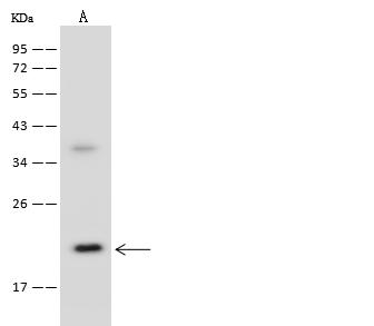 UBE2M / UBC12 Antibody - Anti-UBE2M rabbit polyclonal antibody at 1:500 dilution. Lane A: Jurkat Whole Cell Lysate. Lysates/proteins at 30 ug per lane. Secondary: Goat Anti-Rabbit IgG (H+L)/HRP at 1/10000 dilution. Developed using the ECL technique. Performed under reducing conditions. Predicted band size: 21 kDa.