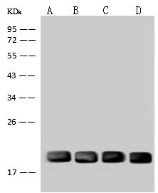 UBE2M / UBC12 Antibody - Anti-UBE2M rabbit polyclonal antibody at 1:500 dilution. Lane A: 293T Whole Cell Lysate. Lane B: HEK-293 Whole Cell Lysate. Lane C: Jurkat Whole Cell Lysate. Lane D: U251MG Whole Cell Lysate. Lysates/proteins at 30 ug per lane. Secondary: Goat Anti-Rabbit IgG (H+L)/HRP at 1/10000 dilution. Developed using the ECL technique. Performed under reducing conditions. Predicted band size: 21 kDa. Observed band size: 21 kDa.