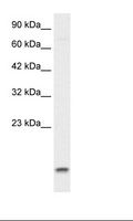 UBE2N / UBC13 Antibody - HepG2 Cell Lysate.  This image was taken for the unconjugated form of this product. Other forms have not been tested.