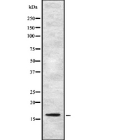 UBE2N / UBC13 Antibody - Western blot analysis UBE2N using K562 whole cells lysates