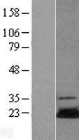 UBE2N / UBC13 Protein - Western validation with an anti-DDK antibody * L: Control HEK293 lysate R: Over-expression lysate