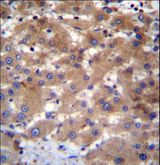 UBE2NL Antibody - UBE2NL Antibody immunohistochemistry of formalin-fixed and paraffin-embedded human liver tissue followed by peroxidase-conjugated secondary antibody and DAB staining.