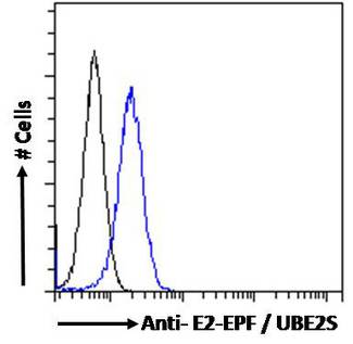UBE2S / E2 EPF Antibody - E2-EPF / UBE2S Antibody Flow cytometric analysis of paraformaldehyde fixed HeLa cells (blue line), permeabilized with 0.5% Triton. Primary incubation 1hr (10ug/ml) followed by Alexa Fluor 488 secondary antibody (1ug/ml). IgG control: Unimmunized goat IgG (black line) followed by Alexa Fluor 488 secondary antibody.