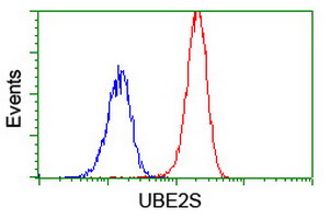 UBE2S / E2 EPF Antibody - Flow cytometry of Jurkat cells, using anti-UBE2S antibody (Red), compared to a nonspecific negative control antibody (Blue).