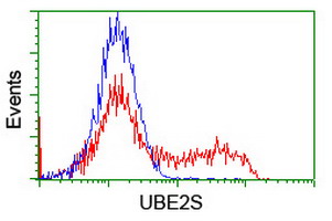 UBE2S / E2 EPF Antibody - HEK293T cells transfected with either overexpress plasmid (Red) or empty vector control plasmid (Blue) were immunostained by anti-UBE2S antibody, and then analyzed by flow cytometry.