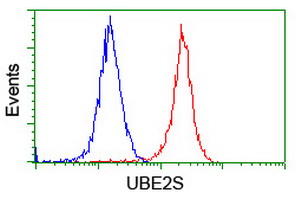 UBE2S / E2 EPF Antibody - Flow cytometry of HeLa cells, using anti-UBE2S antibody (Red), compared to a nonspecific negative control antibody (Blue).